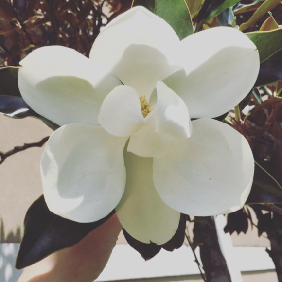 Meet your Posher, Rose - Picture 1 of 1